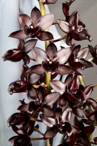 Fredclarkeara Julio David Rios Sunset Valley Orchids AM/AOS 86 pts.